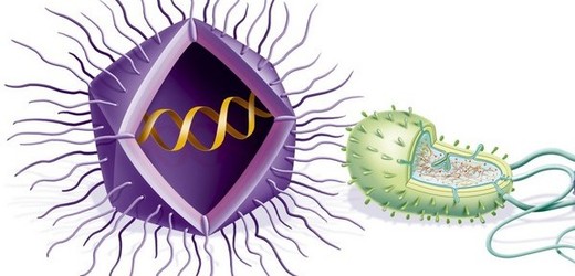 Srovnání obřího viru s bakterií Escherichia coli, do níž se jinak vejdou stovky obyčejných virů.