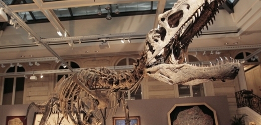 Tyranosauři měli asi o třicet procent větší hmotnost (ilustrační foto).