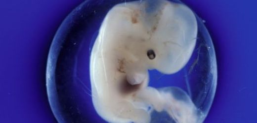 Sou EU zakázal ničení lidských embryí kvůli výzkumu kmenových buněk. 