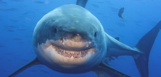 Velký bílý žralok straší Australany.