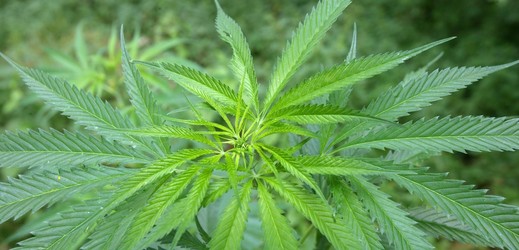 Marihuana zamířila i na lízátka (ilustrační foto).