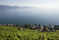 Vinice Lavaux u Ženevského jezera ve Švýcarsku pocházejí z 11. století, rozkládají se na ploše 2050 akrů a jsou zapsány na Seznamu světového dědictví UNESCO. Dopřejte si výlet do kraje vynikajícího vína. (Foto: profimedia.cz)