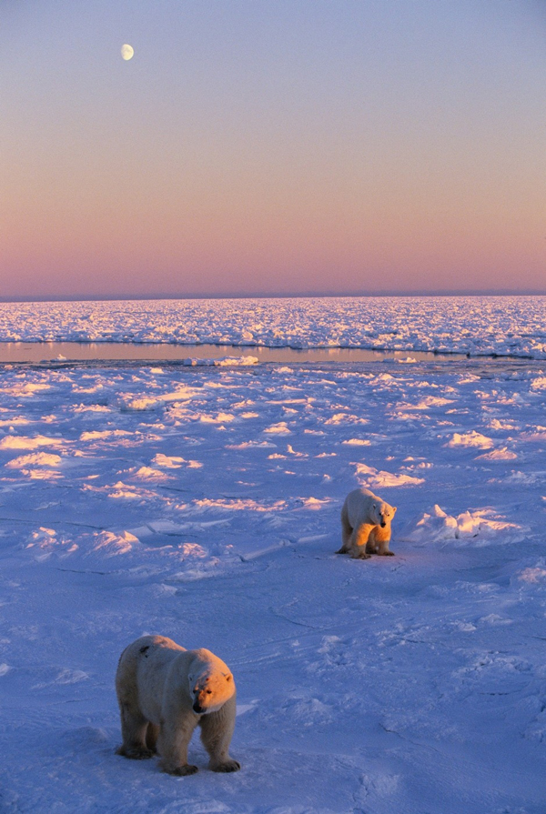 Churchill, Manitoba v Kanadě. Žádné silnice, žádná betonová džungle. Churchill je místem s největším počtem ledních medvědů a více než tisíc jich právě tudy v průběhu října a listopadu migruje. (Foto: profimedia.cz)