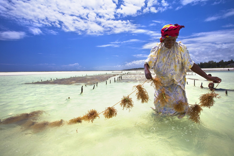 Tyrkysovou vodu, korálové útesy a bílé písky slibuje na podzim pro milovníky horkého počasí souostroví Zanzibar v Tanzánii. Nebe tam zůstává bez mráčku až do konce října, v listopadu se objevují jen krátké deště. (Foto: profimedia.cz) 