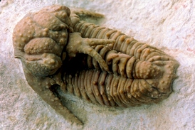 Vymírání na konci permu bylo osudové i pro poslední přežívající trilobity.