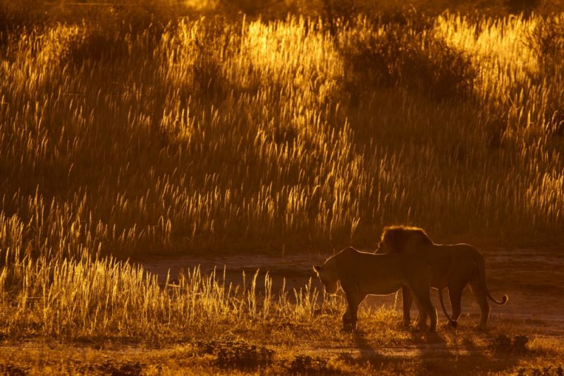 Lví samec a samice na pozadí večerní vyprahlé stepi působí poklidným dojmem.