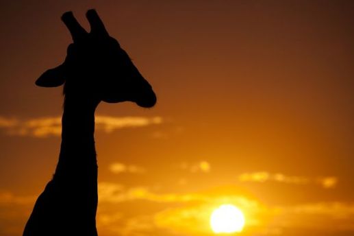 Žirafy jsou v současnosti nejvyšší ze všech suchozemských živočišných druhů. Samci dosahují velikosti od 4,8 až do 5,5 metru a váží až 900 kilogramů. Dokážou vyvinout rychlost 51 kilometrů za hodinu. V zajetí se dožívají zhruba 25 let.