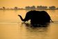 Slon je největší suchozemský savec, vodu má ovšem v oblibě také. Ve většině zemí jsou sloni chráněni zákonem a dožívají se 60 až 70 let.