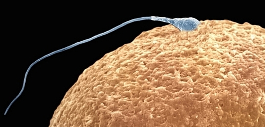 V Rakousku je zakázáno darovat vajíčka a sperma pro umělé oplodnění.