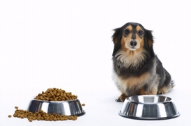 Granule obsahují živiny ve vyváženém poměru a psu jako krmivo úplně stačí.