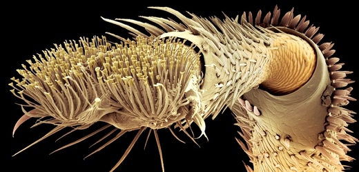 Hmyzí chodidlo v elektronovém mikroskopu. Patrná jsou miniaturní vlákna na jeho povrchu.