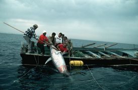 Italští rybáři lapili slušný kousek tuňáka.