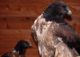 Liberecká zoologická zahrada rozšířila svůj chov dravých ptáků o samce orlosupa bradatého.