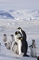 Tučňák císařský je jediný druh tučňáka, který se rozmnožuje během antarktické zimy. 