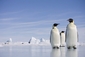 Tučňák císařský je nejvyšší a nejtěžší ze všech tučňáků.