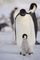 Kvůli páření tučňáci cestují 100–160 km.