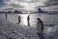 Jako všichni ostatní tučňáci je nelétavý a jeho křídla jsou tuhá a zploštělá v ploutve.