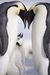 V přírodě tučňák císařský žije většinou okolo 20 let.