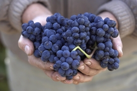 Burčák je prvním zvěstovatelem vinařské sezony.