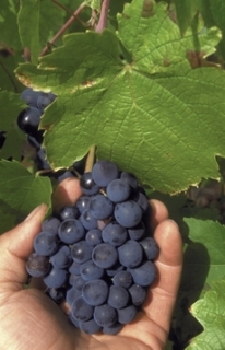 Beaujolais se vyrábí z ručně sbíraných hroznů odrůdy Gamay.