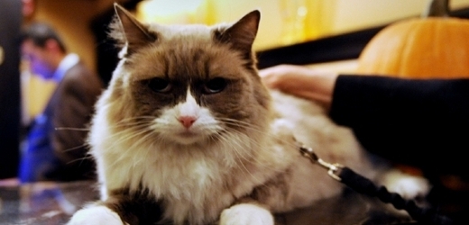 Kočka Matilda III. se těší velké úctě. Fotí se s ní všichni významní návštěvníci hotelu.
