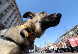 Demonstrace za humánnější jednání se psy v Kyjevě.