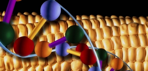 GM kukuřice díky vnesenému genu odolává škůdcům, což vede k nižší spotřebě insekticidů.