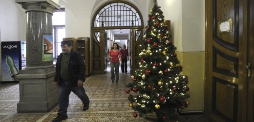 Ústecký kraj nakoupil vánoční stromky, jeden za 11 800 korun.
