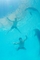 Petr Krupík Krupička začal s fotografováním některých pozic nejprve na kraji bazénu, a to delfíny prý velice zajímalo. Jsou hrozně zvědaví. Když pak duo a turecký fotograf Levent Konuk přešli k pořizování záběrů pod vodou, delfíni k nim okamžitě připlavali a chtěli si hrát.