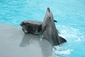 Výtěžek z prodeje kalendáře bude věnován na projekt delfinoterapie neziskové organizace Anitera, o. p. s.