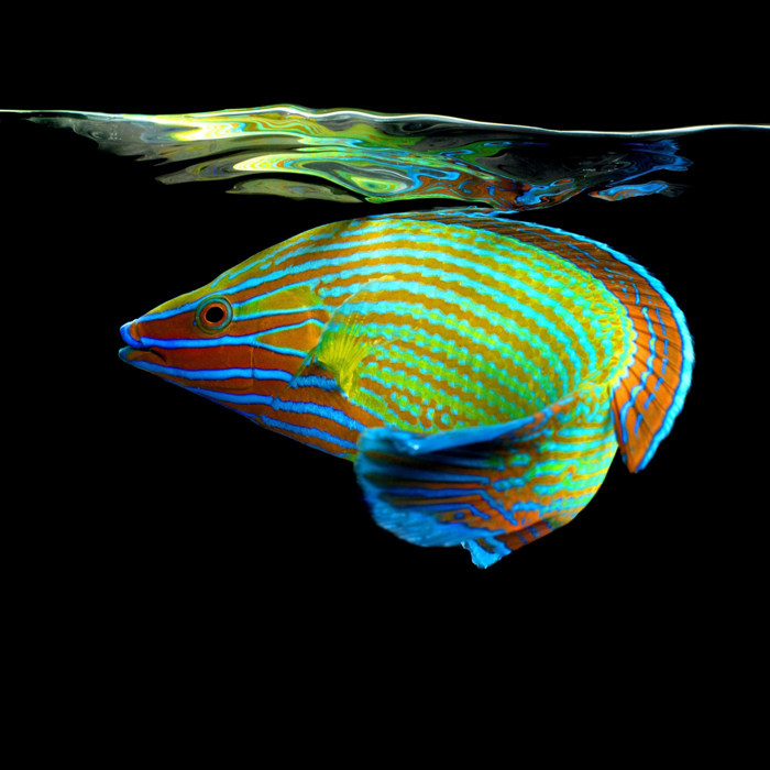 Další nádherně zbarvená ryba zachycená objektivem v pohybu.