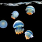 Překrásně zbarevné medúzy lahodí oku každého, kdo tento snímek uvidí.