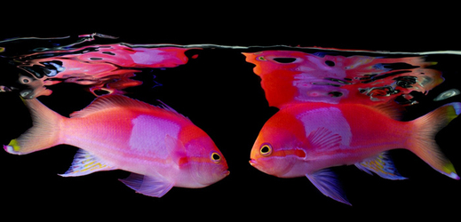 Laita fotografuje ryby pomocí speciální nádrže ve svém ateliéru v Los Angeles, takže dokonale vyniknou jejich barevné odstíny.