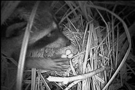 Kamera s nočním viděním zachytila mývala vykrádajícího hnízdo. Strnadci vědí, že se před ním mají mít na pozoru.