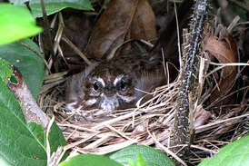 Samička strnadce zpěvného na hnízdě.