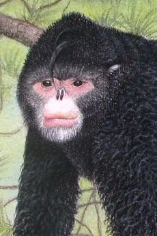 Opice Rhinopithecus strykeri má patku připomínající účes Elvise Presleyho.