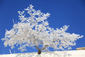 
Aspoň někde sněží. Strom pokrytý překrásným čistým sněhem v mongolském hlavním městě Ulánbátaru. (Foto: profimedia.cz)
