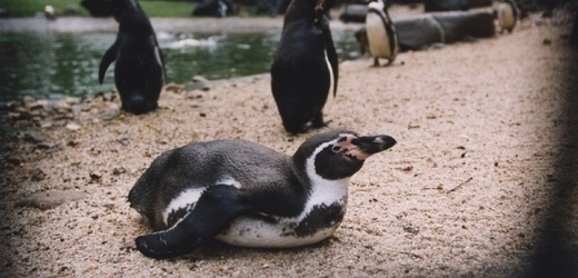 Tučňák, který sdílel hnízdo s dalším samečkem, si našel partnerku.