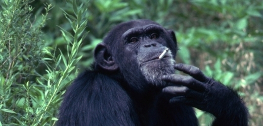V Los Angeles zemřel kouřící šimpanz (ilustrační foto).