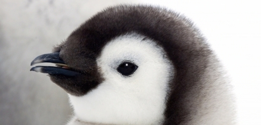 Mládě tučňáka (ilustrační foto).