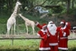 Vánoce mezi zvířaty v zoo v Kuala Lumpuru. (Foto: ČTK/AP)