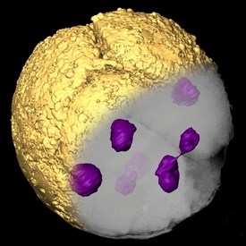 Vědci vytvořili 3D model vnitřní struktury fosilních buněk.