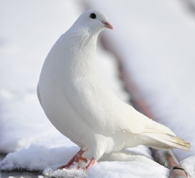 Bílý pták oprášil sníh z ramen sochy vůdce (ilustrační foto).