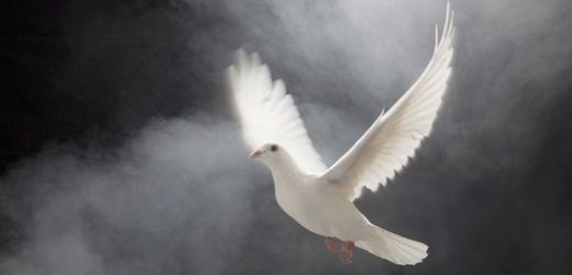 Bílého ptáka seslala do KLDR truchlící nebesa (ilustrační foto). 