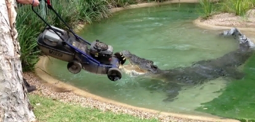 Krokodýl Elvis, který žije ve zvláštním parku pro plazy u australského Sydney, si vybral jako oběť sekačku na trávu.