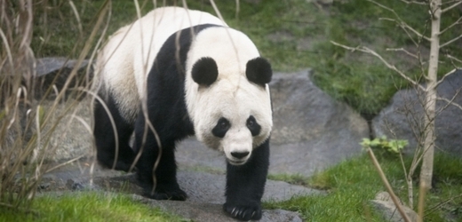 Panda Sweetie, kterou BBC zařadila do seznamu žen roku 2011.