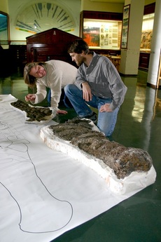 Paleontologové kostru rekonstruovali z dvaceti tisíc úlomků.