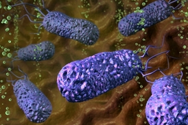 Bakterie Helicobacter pylori.