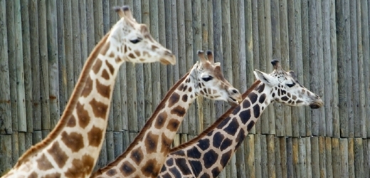 Popová hudba prý žirafy uklidní nejvíc (ilustrační foto).