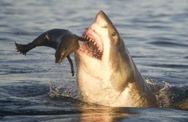 Žraloci v lidech vzbuzují dlouhodobě hrůzu (ilustrační foto).